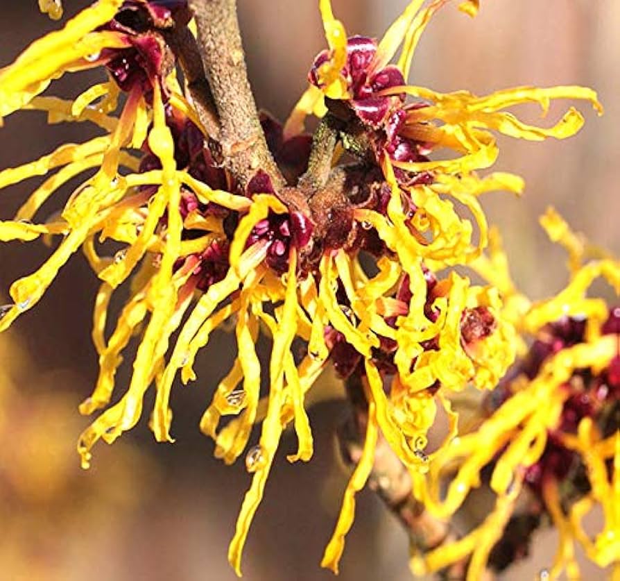 American Witchhazel