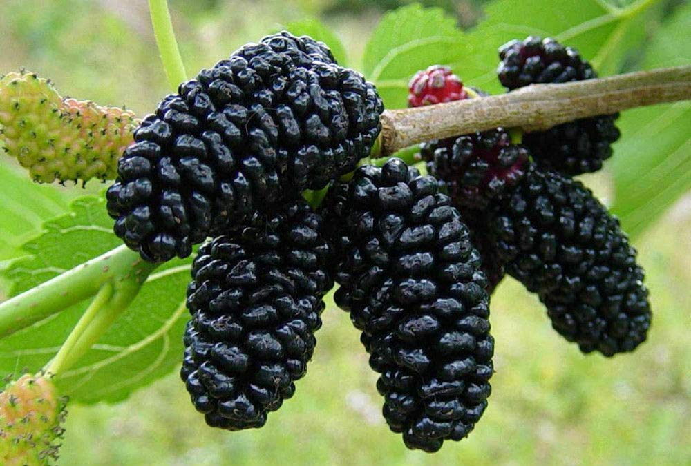 Black Mulberry