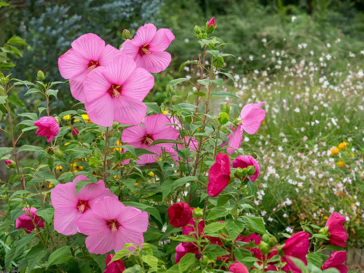 Rose Mallow