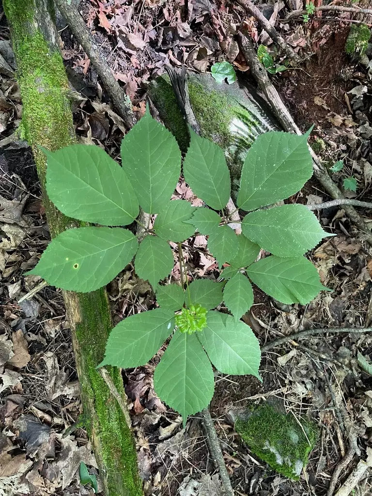 American Ginseng