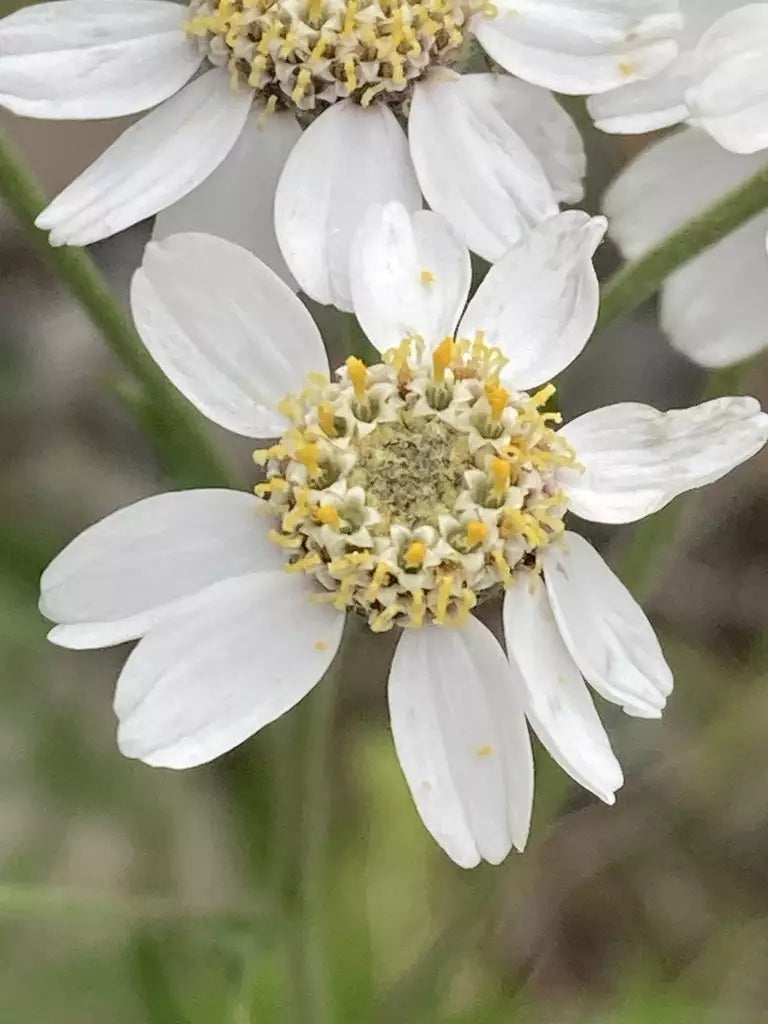 Sneezewort