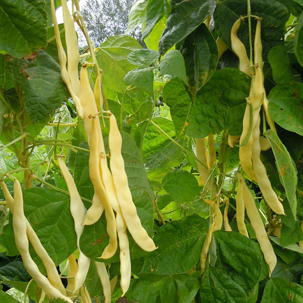 Golden Gate Pole Bean