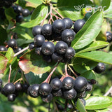 Black Chokeberry