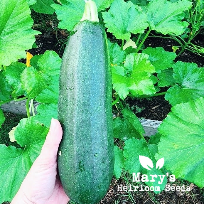 Black Beauty Zucchini BULK