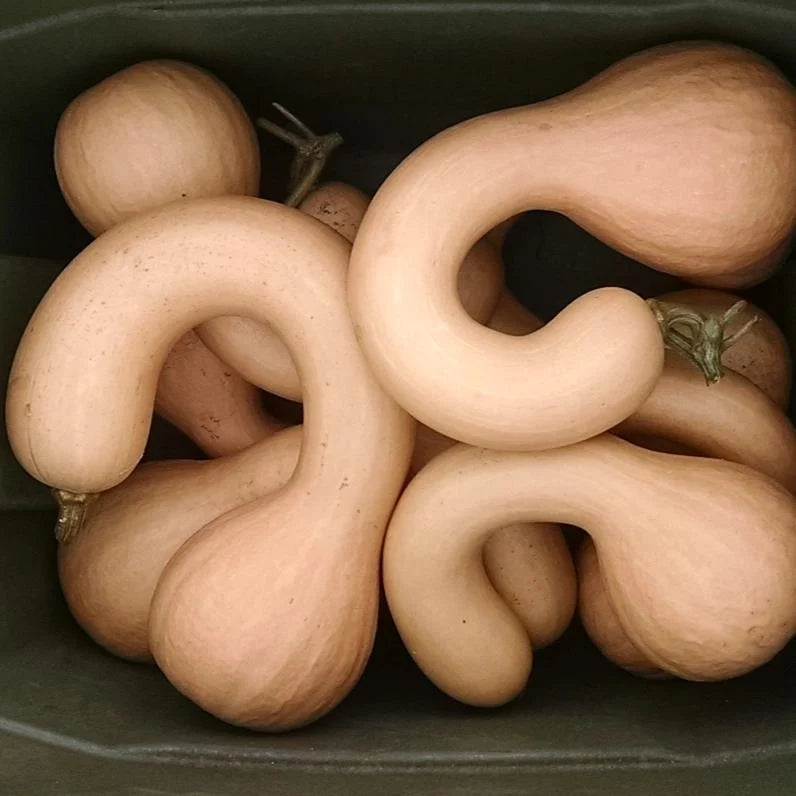 Canada Crookneck Squash