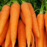 Amsterdam Carrot BULK