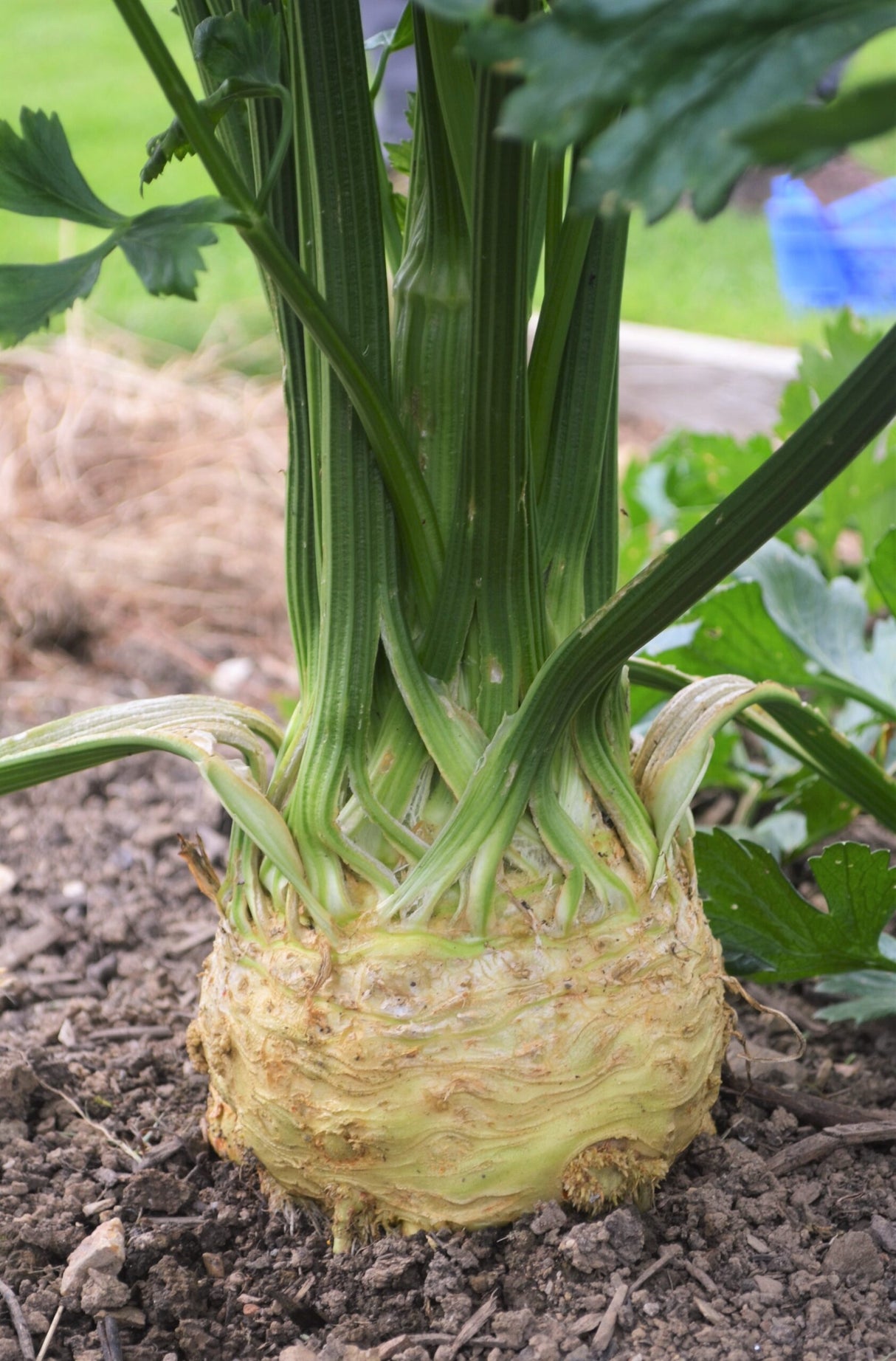 Monarch Celeriac