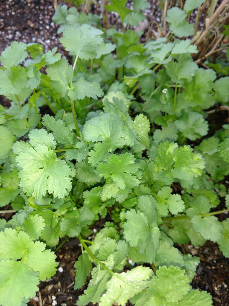 Cilantro, Slow Bolt