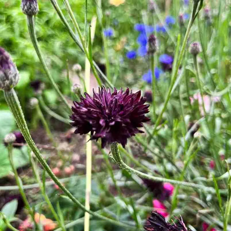 Black Button Cornflower