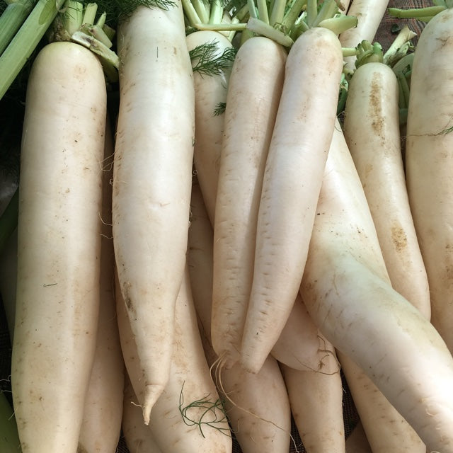 Daikon Radish Sprouting Seeds