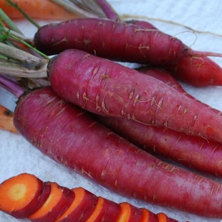 Dragon Carrot BULK