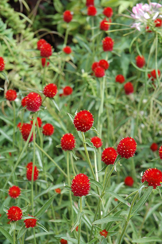 Strawberry Fields Gomphrena