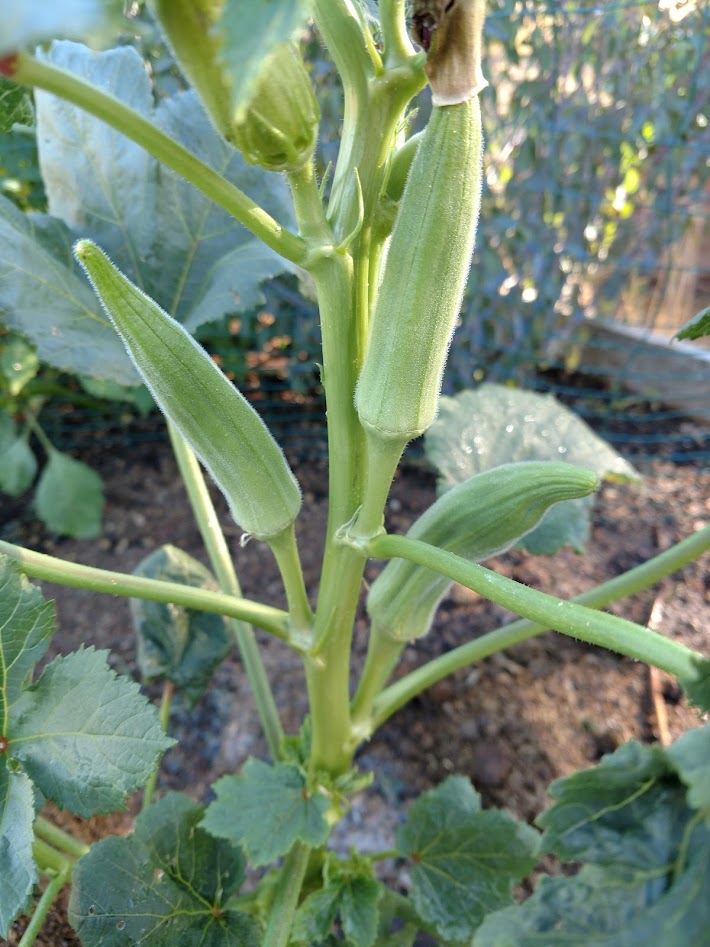 Dwarf Long Green Okra