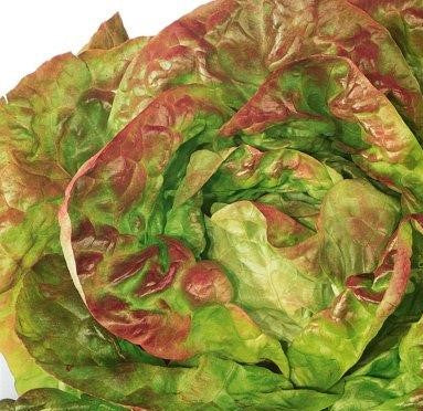 Brune d'Hiver Lettuce