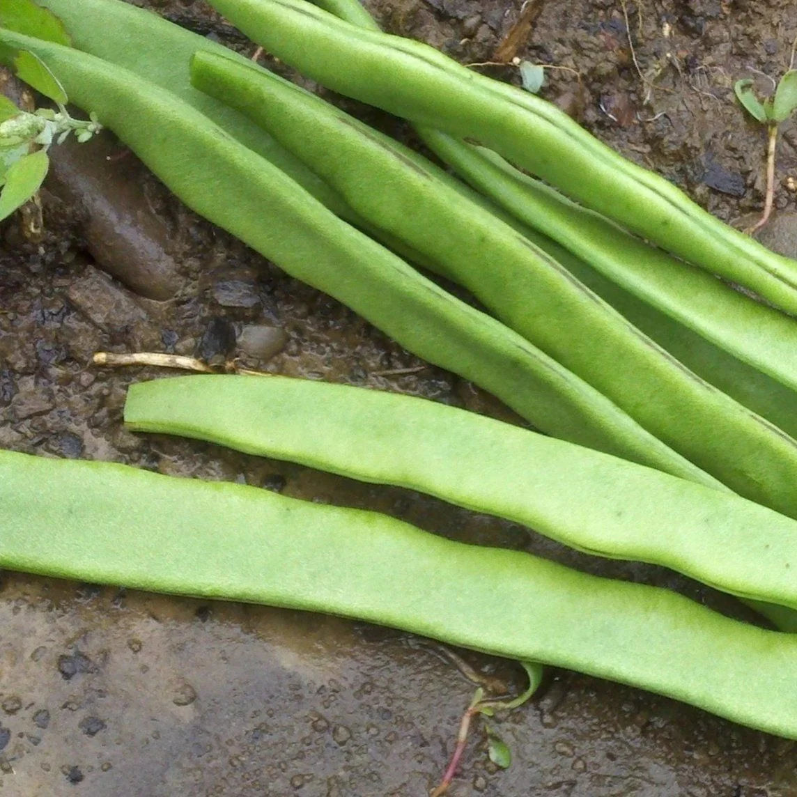 Northeaster Pole Beans