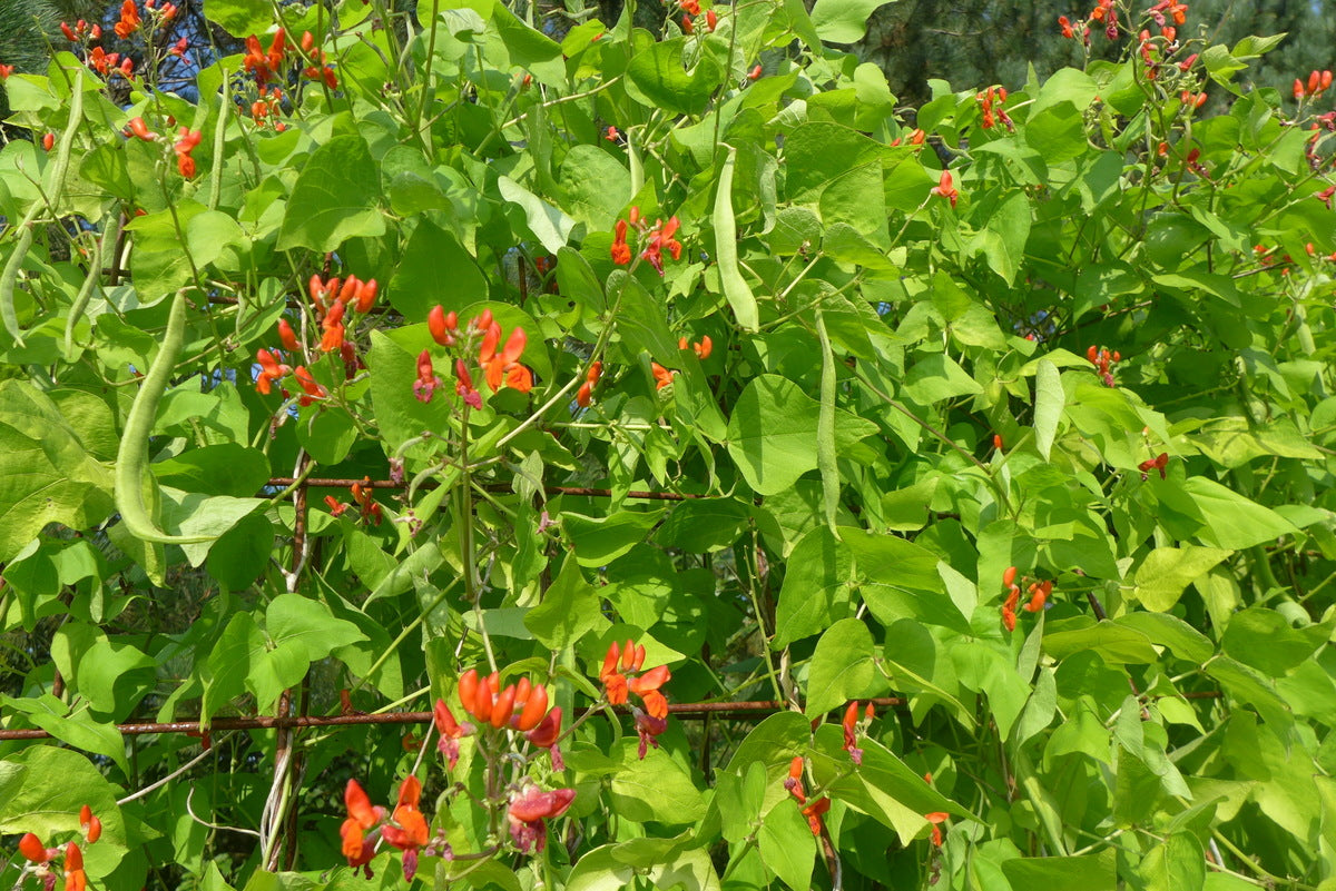 Golden Sunshine Runner Bean