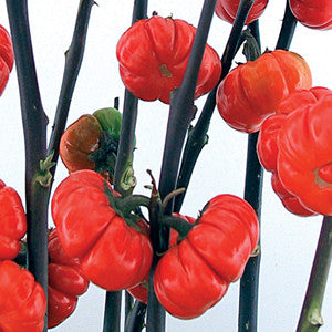 Pumpkin on a Stick Eggplant