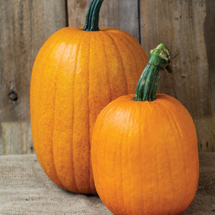 Jack O Lantern Pumpkin