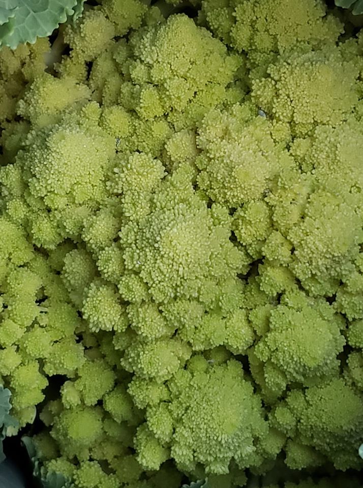 Romanesco Italia Broccoli