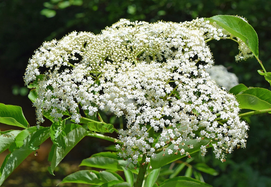 American Elderberry