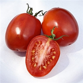 Porter Tomato