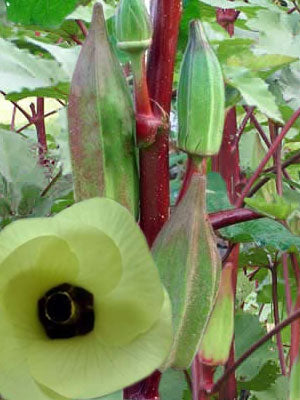 Texas Hill Country Red Okra BULK