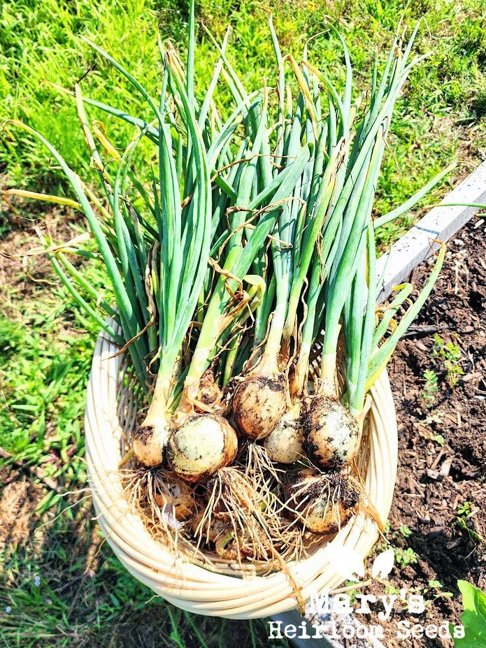 Texas Early Grano Onion