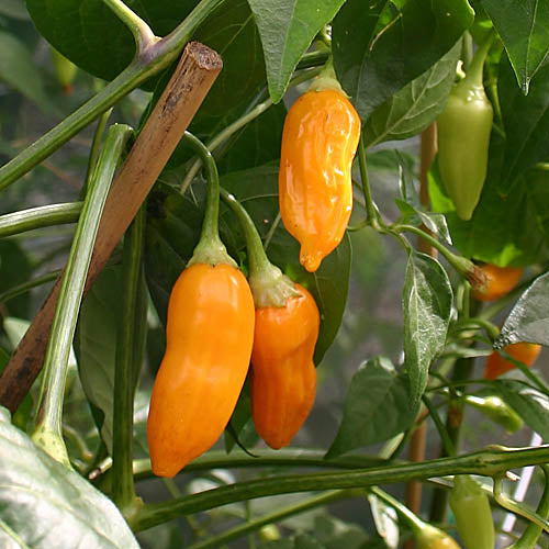 Aji Habanero Pepper