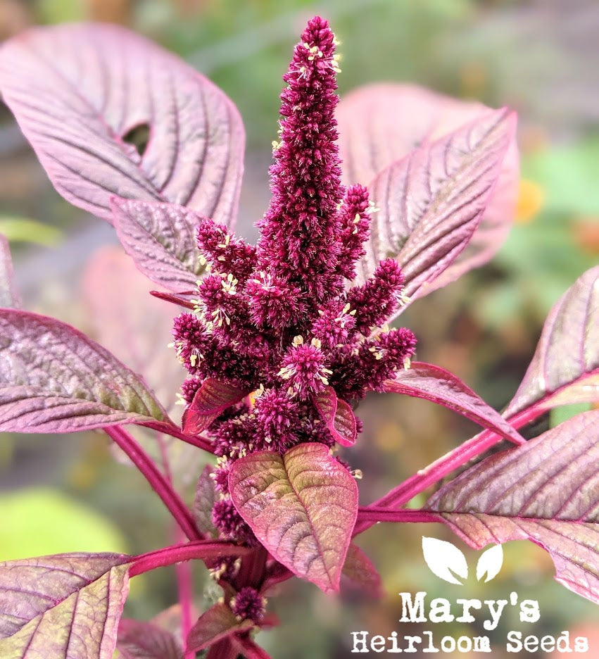 Hopi Red Dye Amaranth