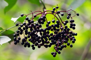 American Elderberry