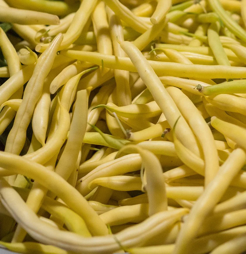 Golden Butterwax Bush Bean