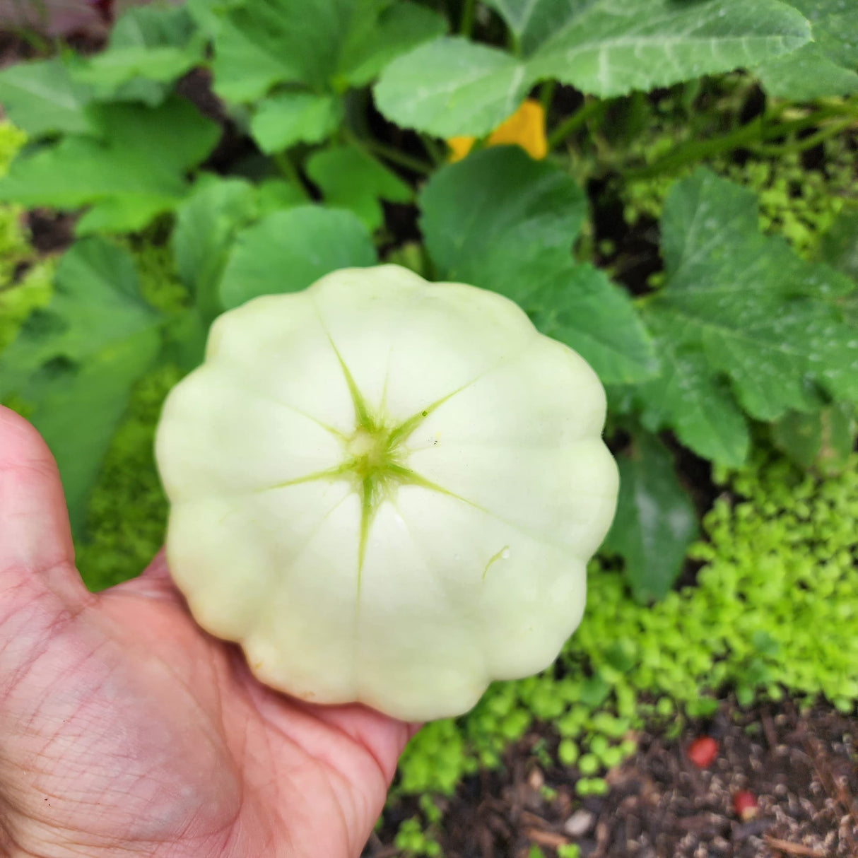 Benning's Green Tint Scallop Squash BULK