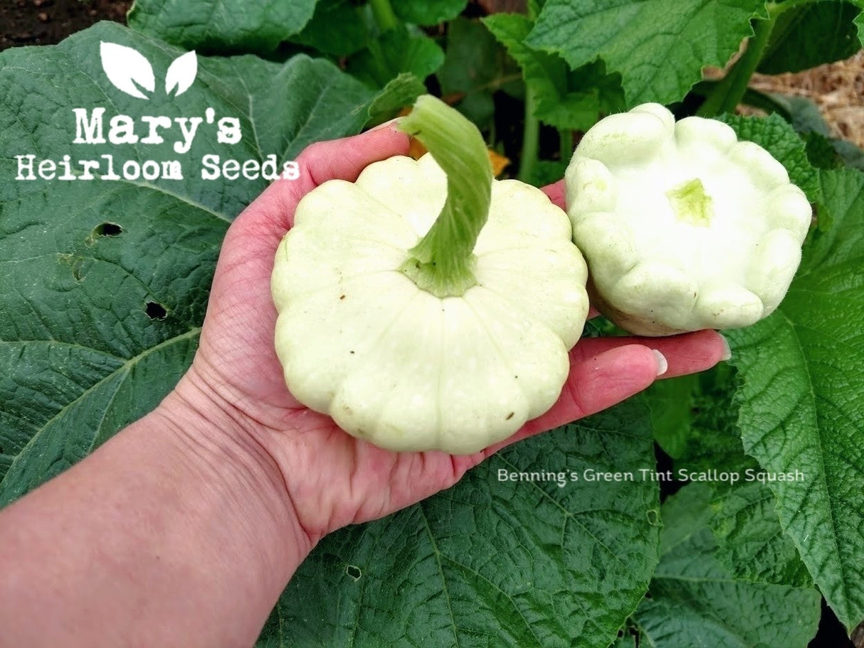 Benning's Green Tint Scallop Squash