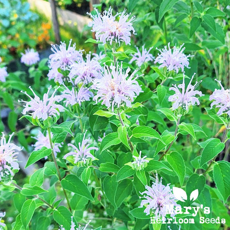 Mintleaf Bee Balm