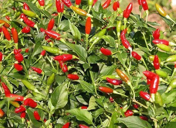 Birdseye Chili Pepper