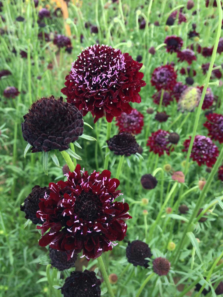 Black Knight Scabiosa