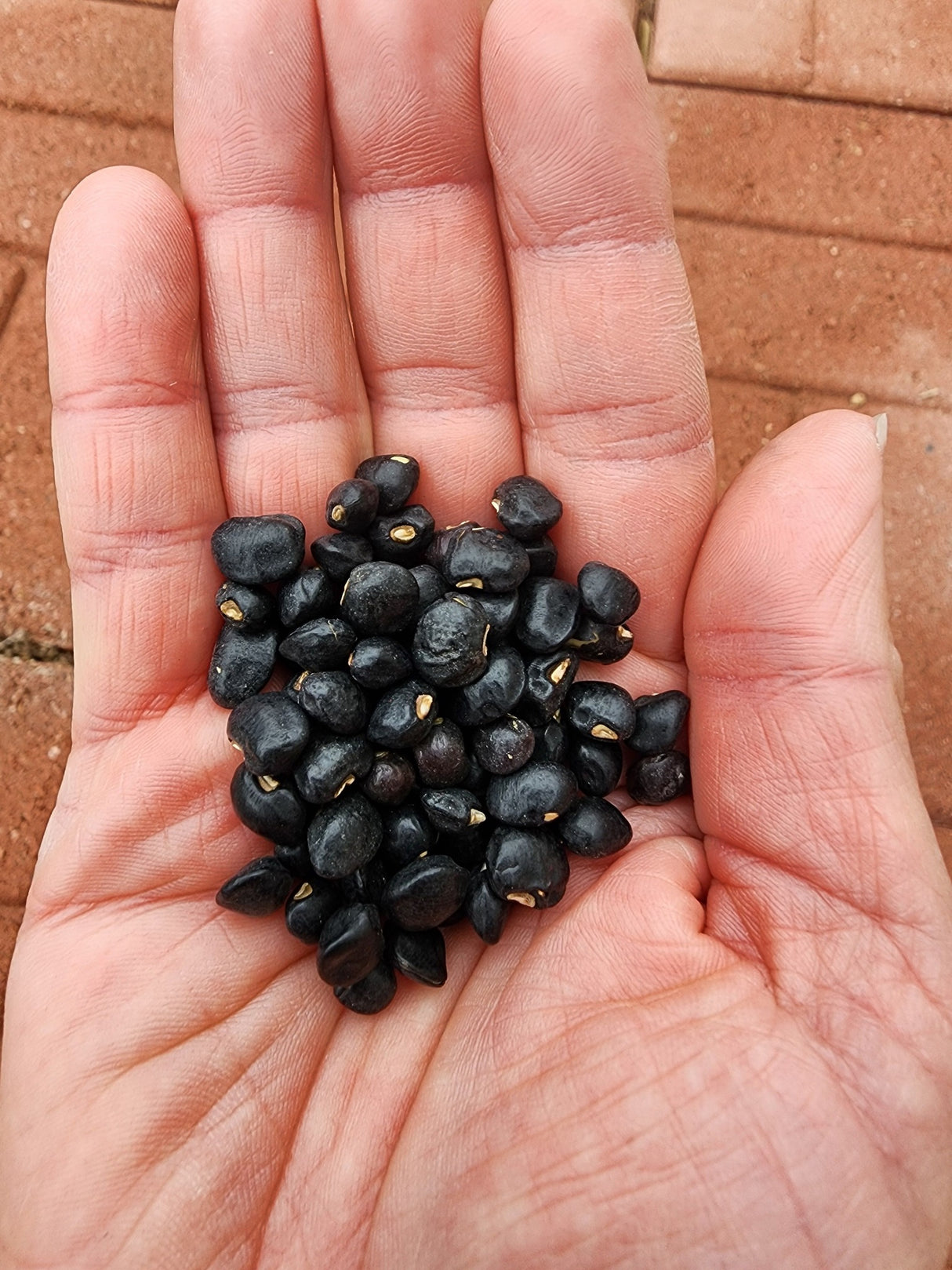 Black Crowder Pea