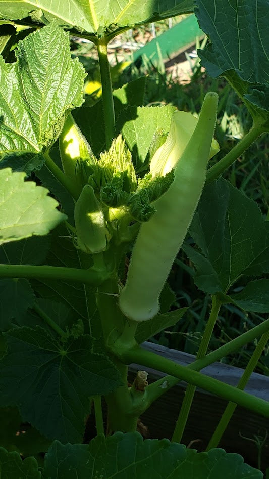 Blondy Okra