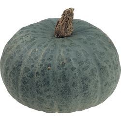 Japanese Blue Kuri Squash