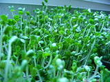 Broccoli Microgreens Starter Kit