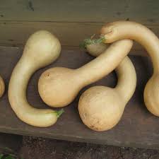 Canada Crookneck Squash