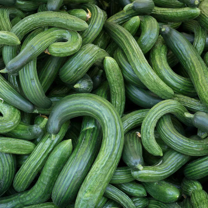 Metki Dark Green Armenian Cucumber