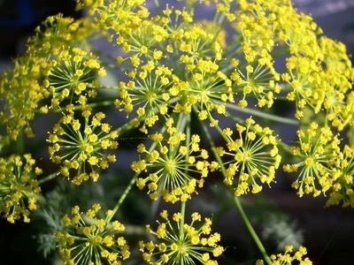 Dill Bouquet BULK