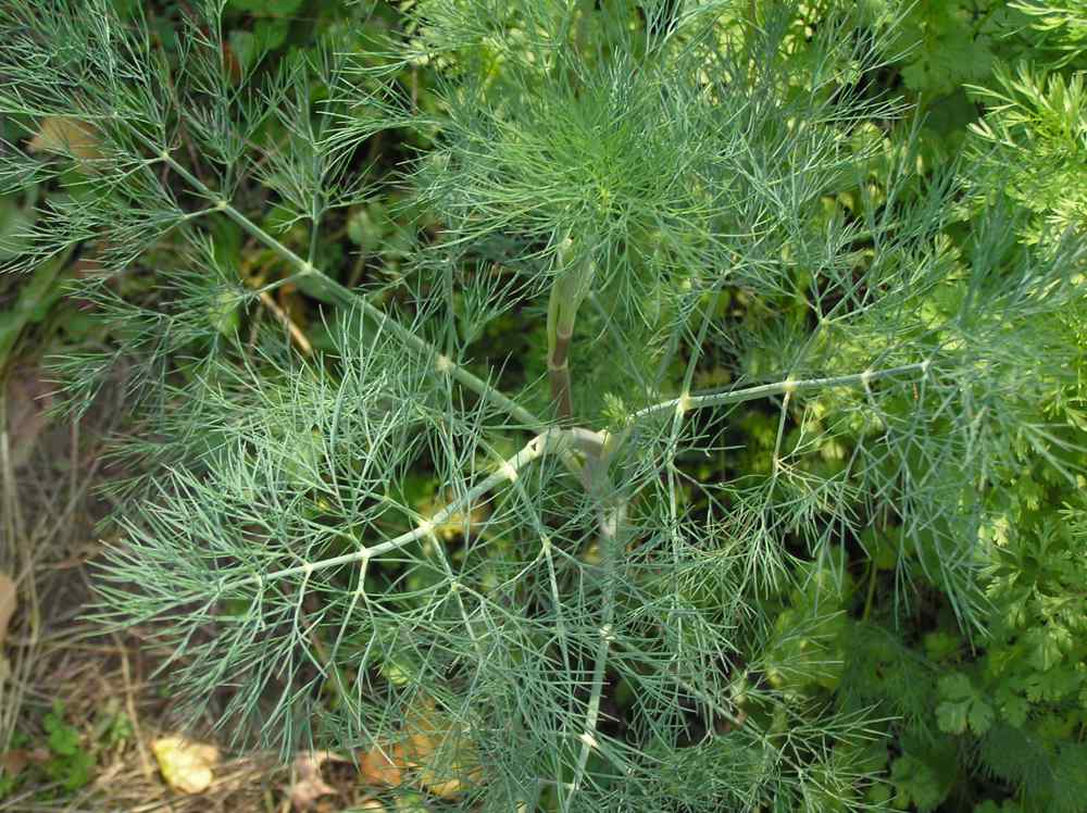 Dill Mammoth BULK