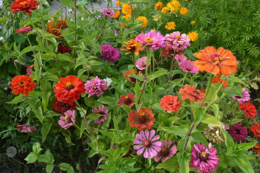 Zinnia Dwarf Button Box