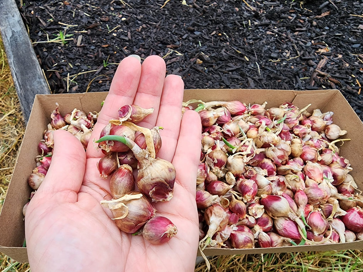 Egyptian Walking Onions-Seasonal