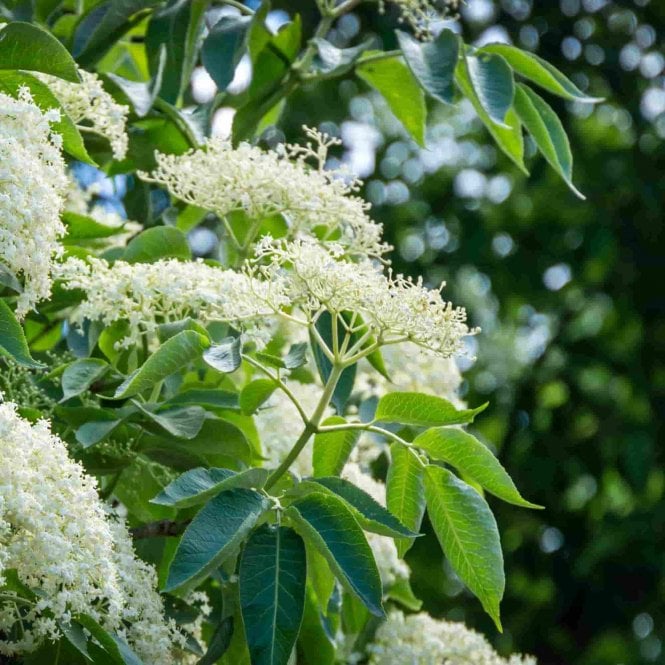 Black Elderberry