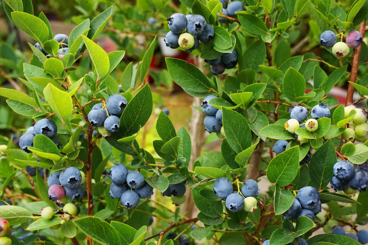 Highbush Blueberry