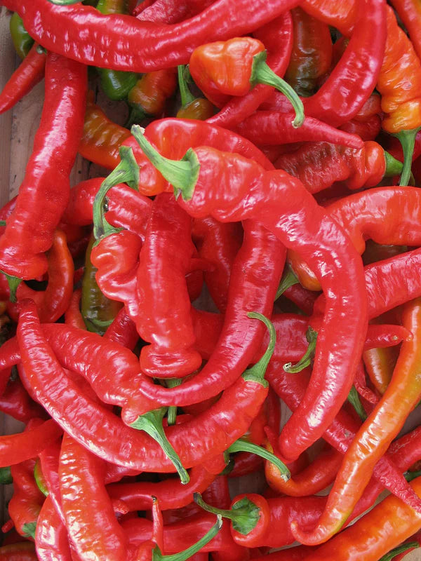 Hot Portugal Pepper