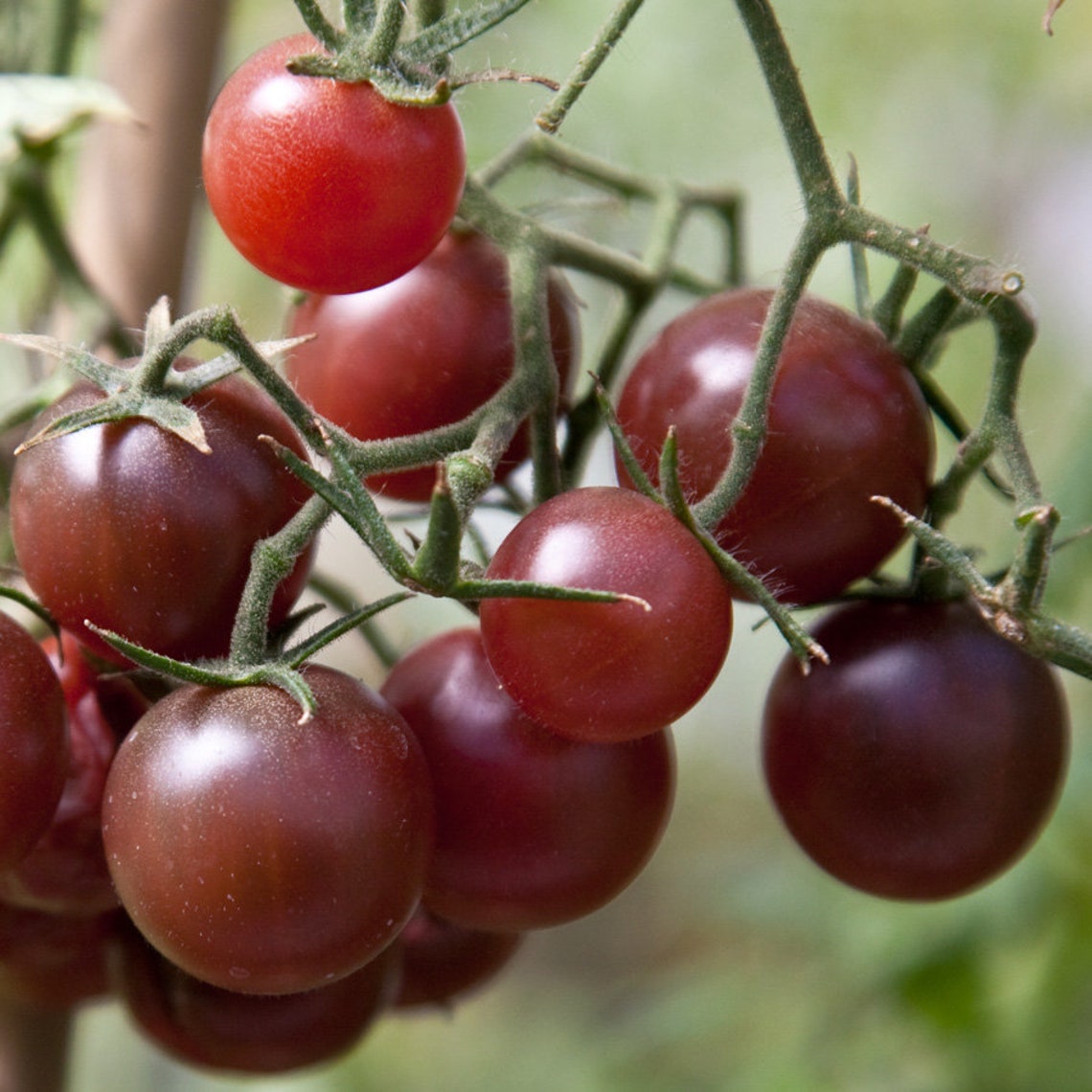 Chocolate Cherry Tomato